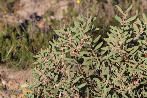 Hakea incrassata