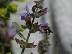 Rhodanthidium septemdentatum