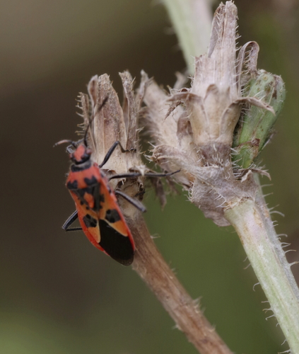 Corizus hyoscyami