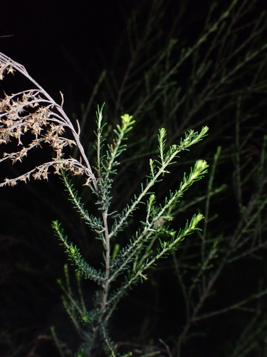 Cassinia sifton, photograph 3