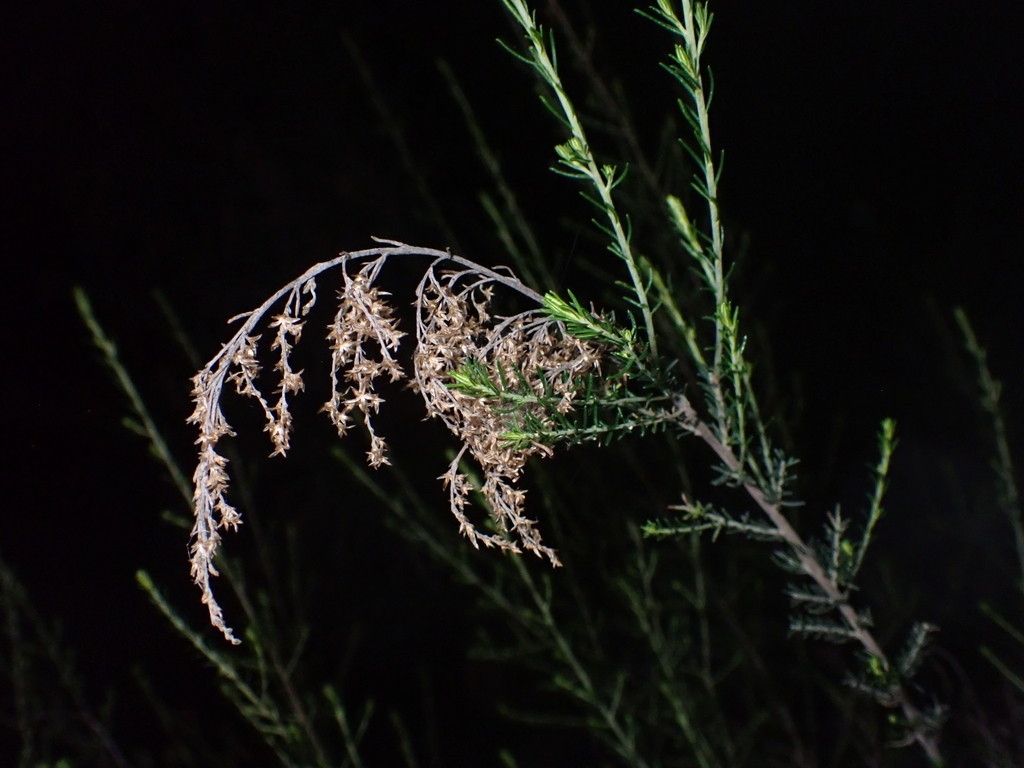 Cassinia sifton; photograph (c) Jared Shorma, some rights reserved (CC BY)