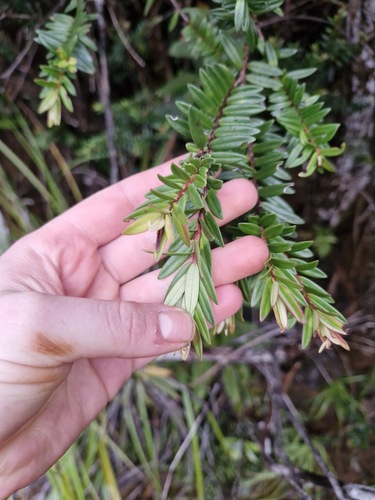 Metrosideros operculata (Metrosideros operculata)