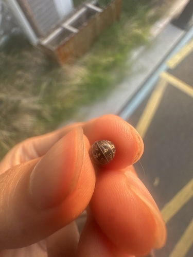 Common Pill Woodlouse