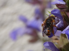 Rhodanthidium sticticum