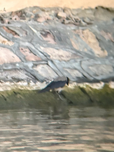 Hooded Crow