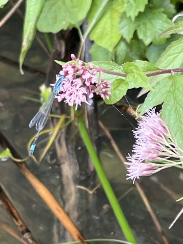 Blue-tailed Damselfly