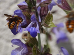 Rhodanthidium sticticum