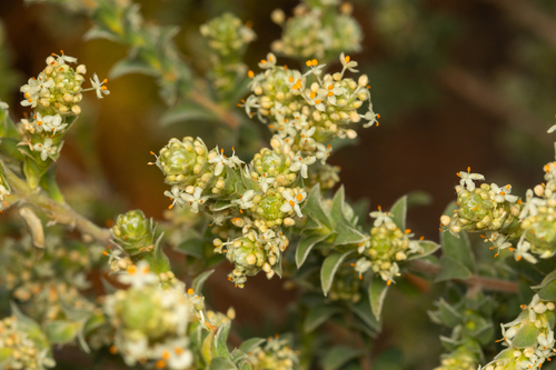 Pimelea argentea