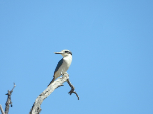 Red-backed Kingfisher