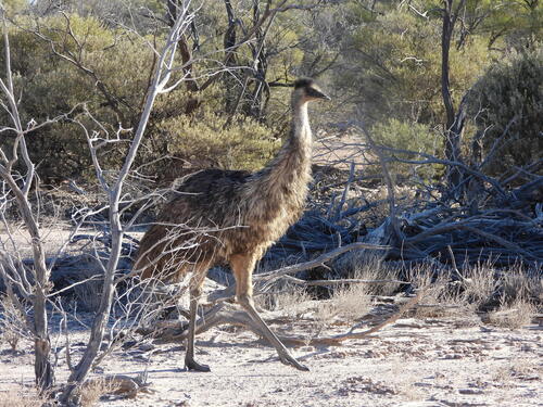 Emu