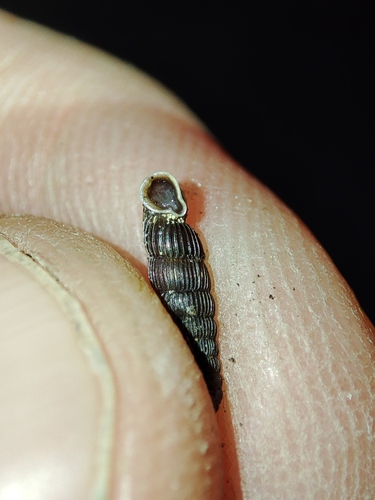 Ruthenica filograna observed 2026-07-19