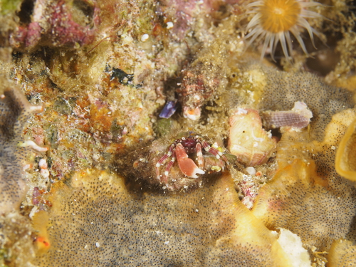 Pagurixus observed 2026-07-11
