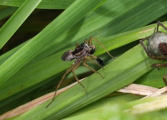 Pardosa nigriceps