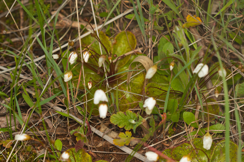 Drosera macrophylla