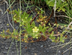 Potentilla chinensis, photograph (c) mami_t_t, some rights reserved (CC BY)