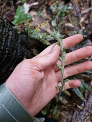 Jewel orchid (Pachyplectron)