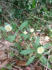 Chamaesaracha edwardsiana