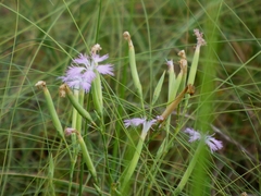 (c) mami_t_t, some rights reserved (CC BY) Dianthus longicalyx, photograph (c) mami_t_t, some rights reserved (CC BY)