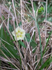 Chamaesaracha edwardsiana