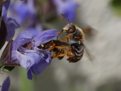 Rhodanthidium sticticum