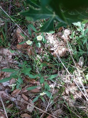 Chamaesaracha edwardsiana