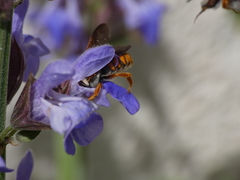 Rhodanthidium sticticum