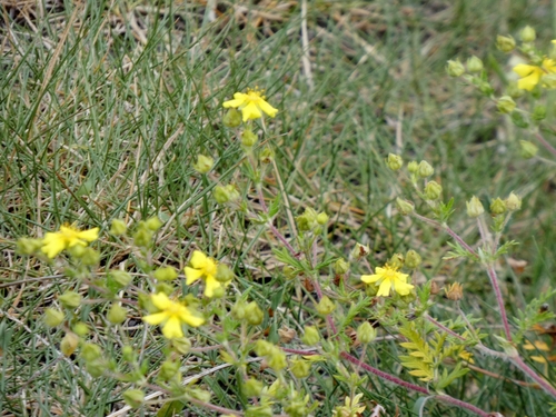 Potentilla chinensis, photograph 2