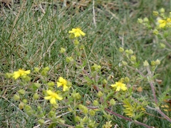 Potentilla chinensis, photograph (c) mami_t_t, some rights reserved (CC BY)
