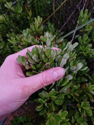 Uromyrtus observed 2026-07-21