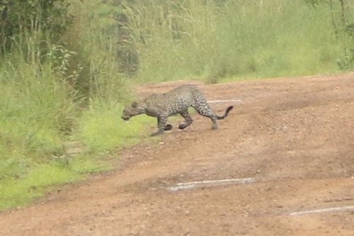 African Leopard