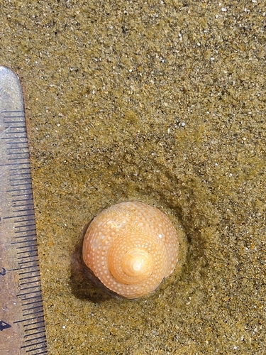 Maurea punctulata observed 2026-08-07