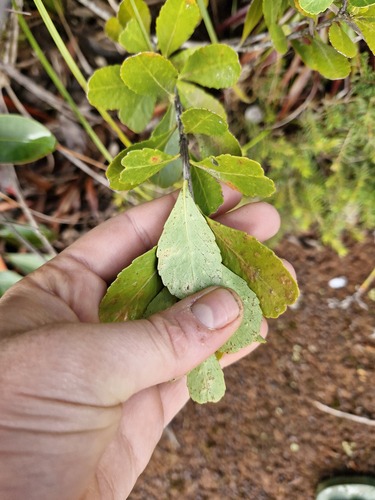 Peripterygia marginata observed 2026-07-22