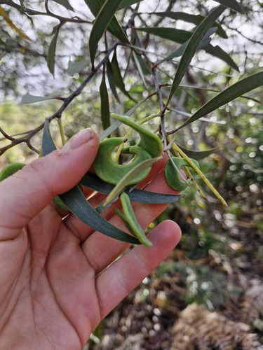 Acacia spirorbis, photograph 3
