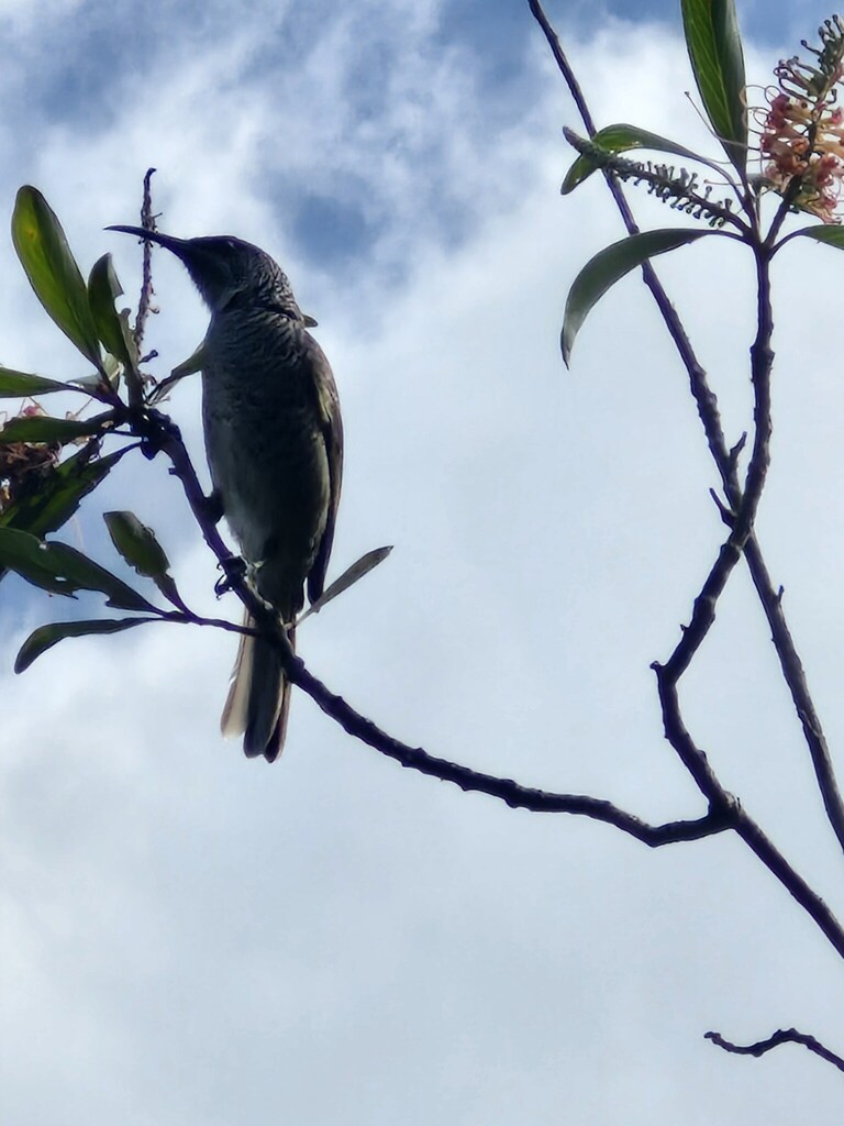 Barred Honeyeater