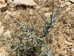 Calicotome villosa, photograph (c) Pantazi Katerina, some rights reserved (CC BY)