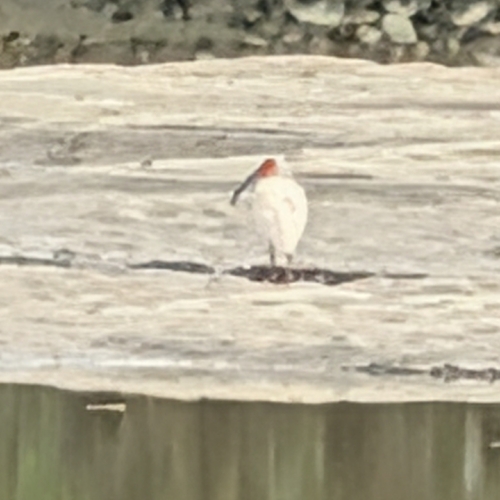 Crested Ibis