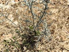 Calicotome villosa, photograph (c) Pantazi Katerina, some rights reserved (CC BY)