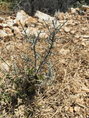 Calicotome villosa, photograph (c) Pantazi Katerina, some rights reserved (CC BY)