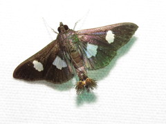 Diaphania exclusalis