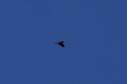 Eclectus roratus observed 2026-08-04