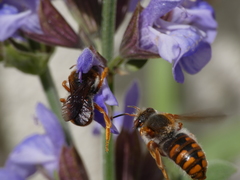 Rhodanthidium sticticum