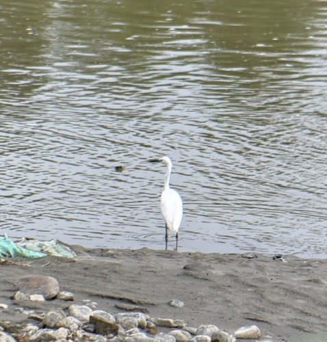Little Egret