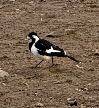 Magpie-lark
