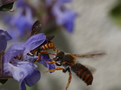 Rhodanthidium sticticum