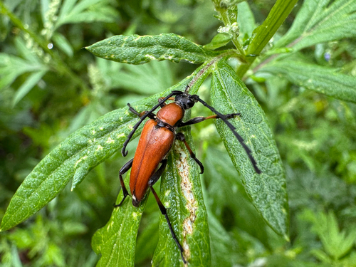 Stictoleptura dichroa