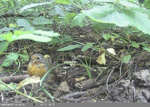 European Robin
