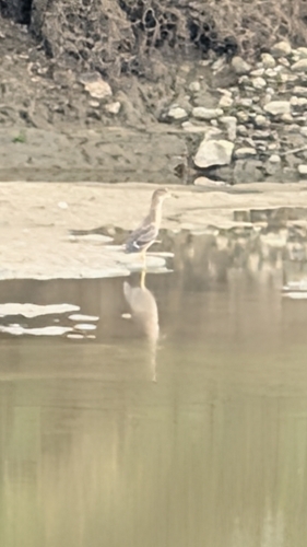 Little Heron