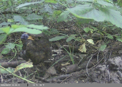 Eurasian Blackbird
