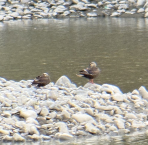 Eastern Spot-billed Duck
