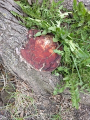 Ganoderma sessile
